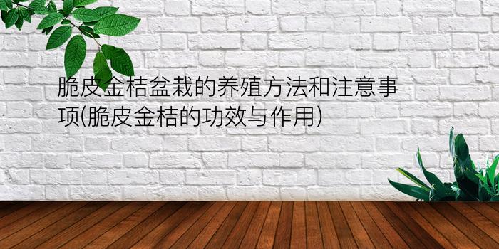 脆皮金桔盆栽的养殖方法和注意事项(脆皮金桔的功效与作用)