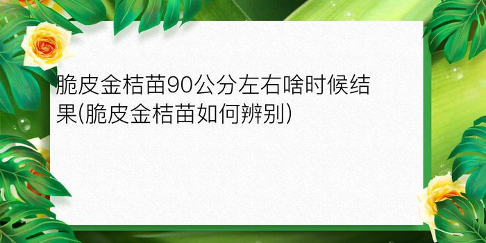 脆皮金桔苗90公分左右啥时候结果(脆皮金桔苗如何辨别)