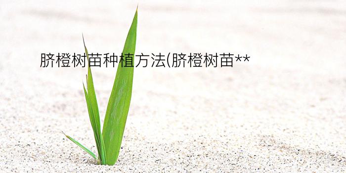 脐橙树苗种植方法(脐橙树苗**)