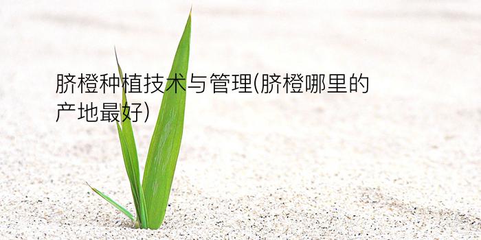 脐橙种植技术与管理(脐橙哪里的产地最好)