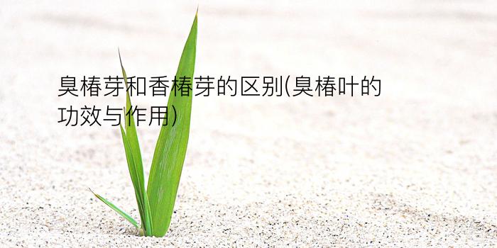 臭椿芽和香椿芽的区别(臭椿叶的功效与作用)