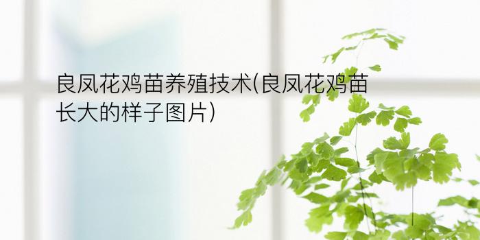 良凤花鸡苗养殖技术(良凤花鸡苗长大的样子图片)