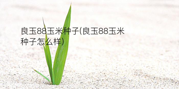 良玉88玉米种子(良玉88玉米种子怎么样)