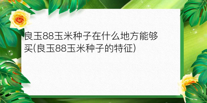 良玉88玉米种子在什么地方能够买(良玉88玉米种子的特征)