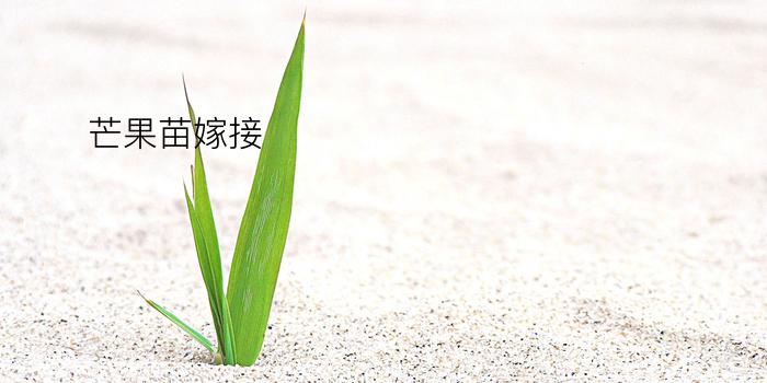 芒果苗嫁接