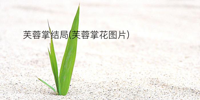 芙蓉掌结局(芙蓉掌花图片)