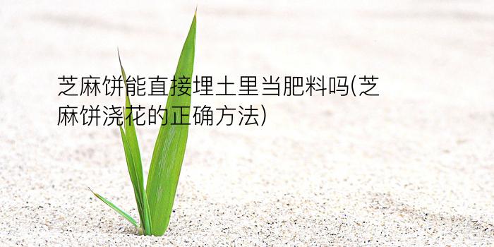 芝麻饼能直接埋土里当肥料吗(芝麻饼浇花的正确方法)