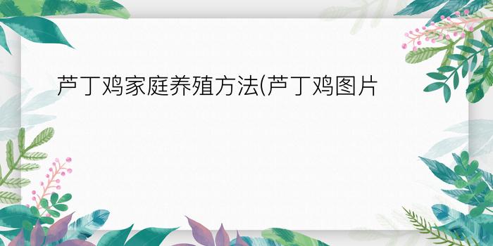 芦丁鸡家庭养殖方法(芦丁鸡图片)