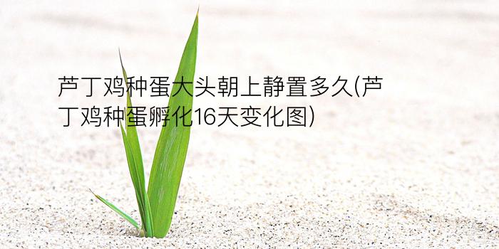 芦丁鸡种蛋大头朝上静置多久(芦丁鸡种蛋孵化16天变化图)