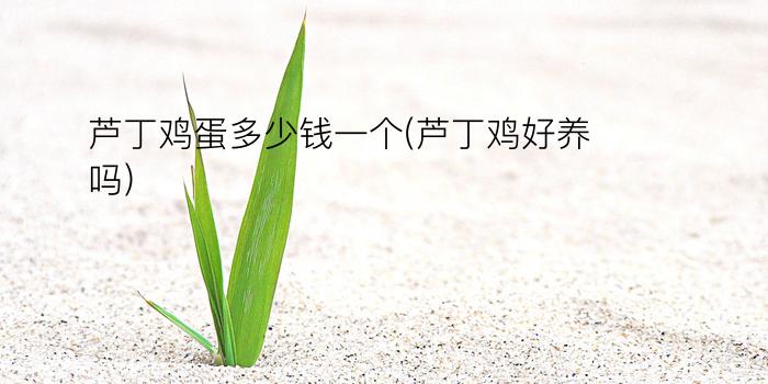 芦丁鸡蛋多少钱一个(芦丁鸡好养吗)