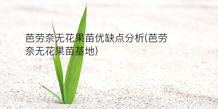 芭劳奈无花果苗优缺点分析(芭劳奈无花果苗基地)