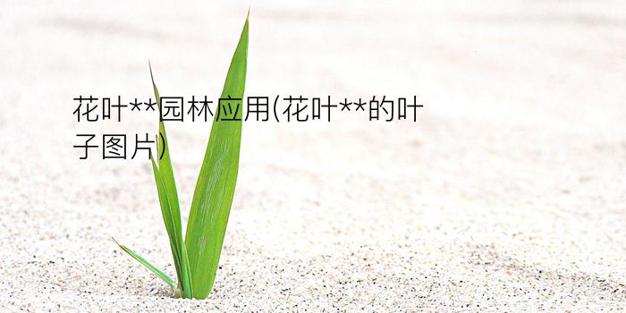 花叶**园林应用(花叶**的叶子图片)