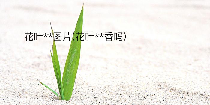 花叶**图片(花叶**香吗)