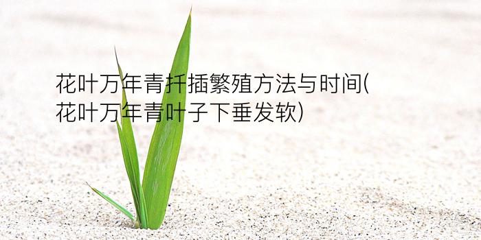 花叶万年青扦插繁殖方法与时间(花叶万年青叶子下垂发软)