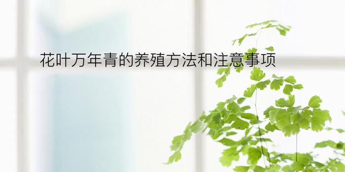 花叶万年青的养殖方法和注意事项