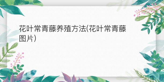 花叶常青藤养殖方法(花叶常青藤图片)