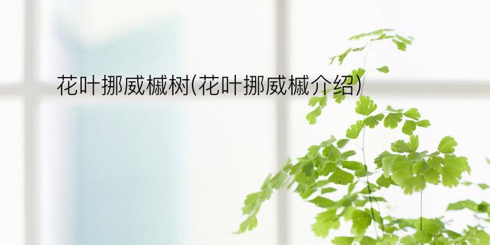 花叶挪威槭树(花叶挪威槭介绍)