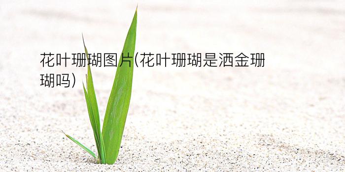 花叶珊瑚图片(花叶珊瑚是洒金珊瑚吗)