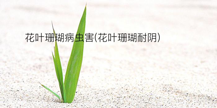 花叶珊瑚病虫害(花叶珊瑚耐阴)