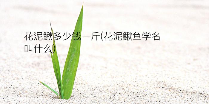 花泥鳅多少钱一斤(花泥鳅鱼学名叫什么)