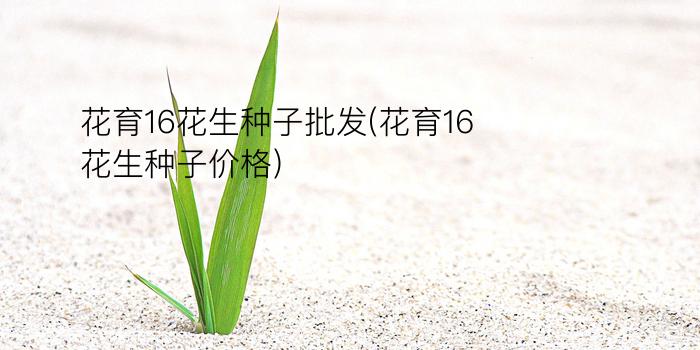 花育16花生种子批发(花育16花生种子价格)