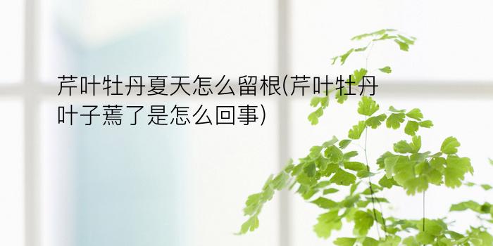 芹叶牡丹夏天怎么留根(芹叶牡丹叶子蔫了是怎么回事)