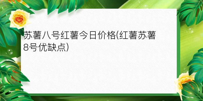 苏薯八号红薯今日价格(红薯苏薯8号优缺点)