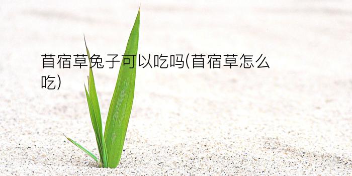 苜宿草兔子可以吃吗(苜宿草怎么吃)