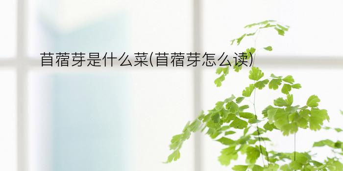 苜蓿芽是什么菜(苜蓿芽怎么读)