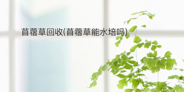 苜蓿草回收(苜蓿草能水培吗)