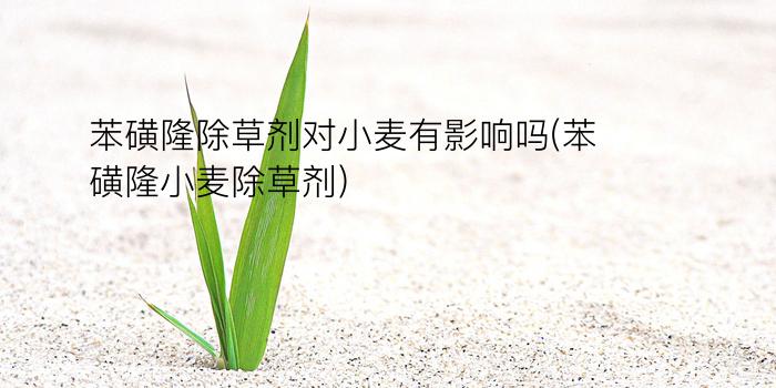 苯磺隆除草剂对小麦有影响吗(苯磺隆小麦除草剂)