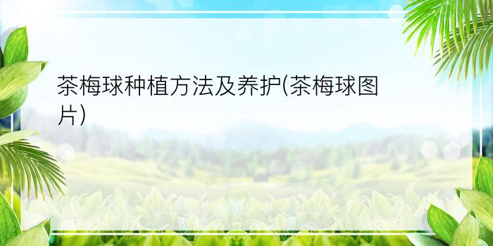 茶梅球种植方法及养护(茶梅球图片)