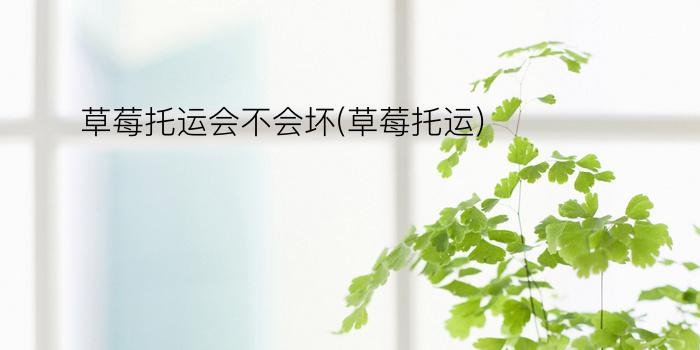 草莓托运会不会坏(草莓托运)