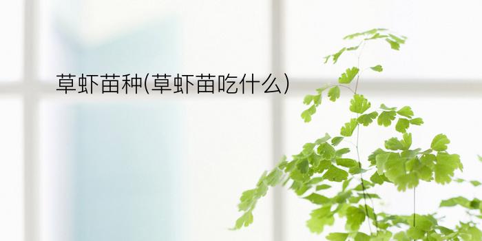 草虾苗种(草虾苗吃什么)