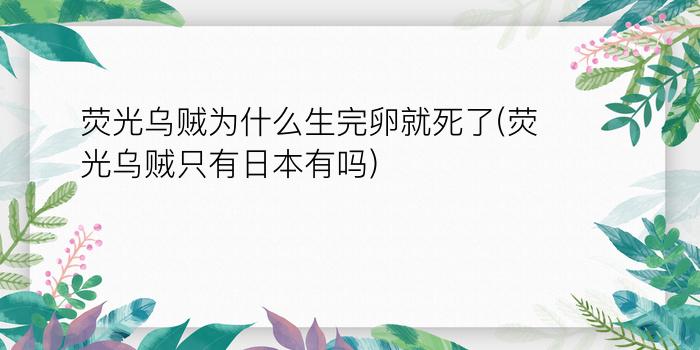 荧光乌贼为什么生完卵就死了(荧光乌贼只有日本有吗)