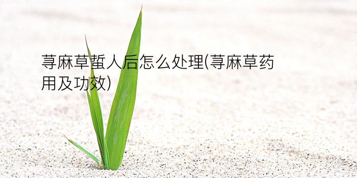 荨麻草蜇人后怎么处理(荨麻草药用及功效)