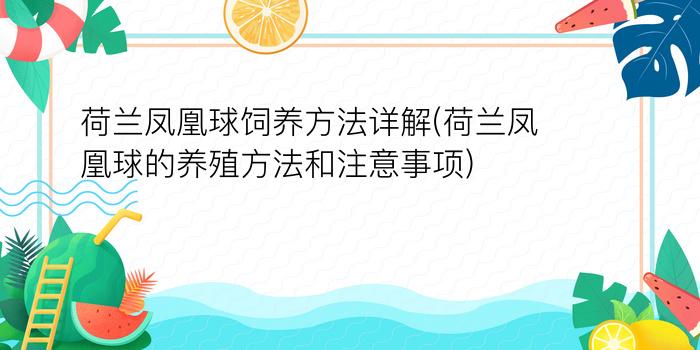 荷兰凤凰球饲养方法详解(荷兰凤凰球的养殖方法和注意事项)