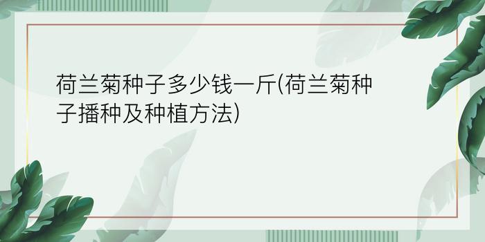 荷兰菊种子多少钱一斤(荷兰菊种子播种及种植方法)