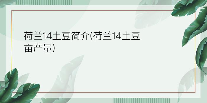 荷兰14土豆简介(荷兰14土豆亩产量)