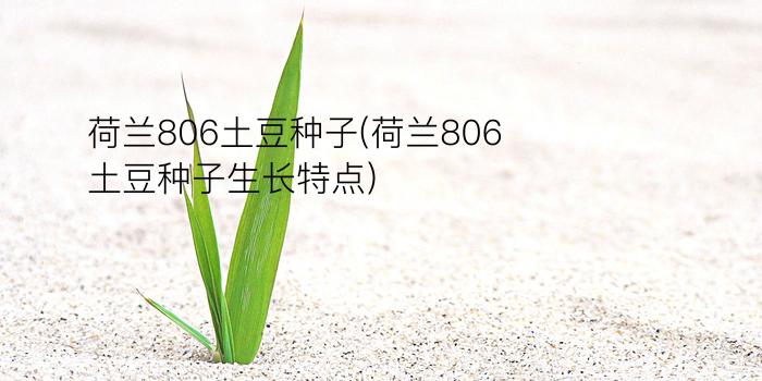 荷兰806土豆种子(荷兰806土豆种子生长特点)