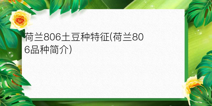 荷兰806土豆种特征(荷兰806品种简介)