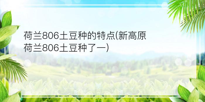 荷兰806土豆种的特点(新高原荷兰806土豆种了一)