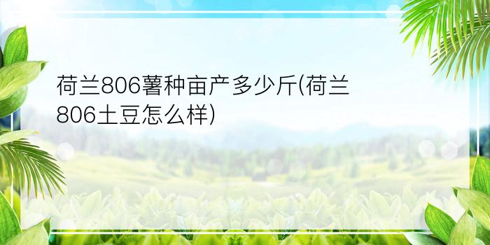 荷兰806薯种亩产多少斤(荷兰806土豆怎么样)