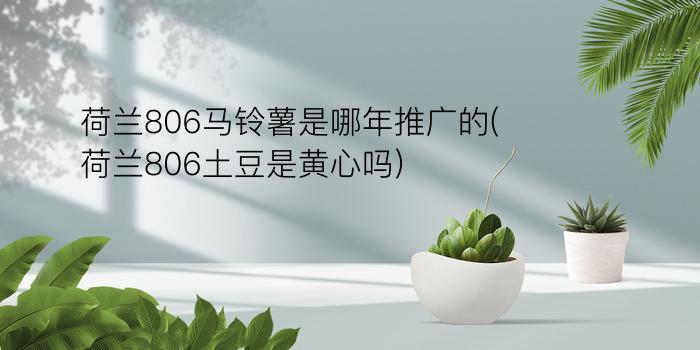 荷兰806马铃薯是哪年推广的(荷兰806土豆是黄心吗)