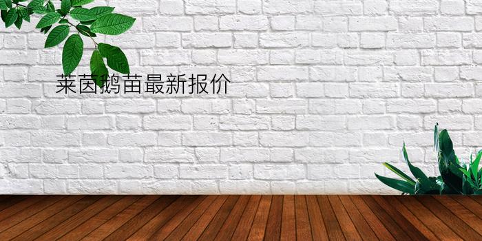 莱茵鹅苗最新报价