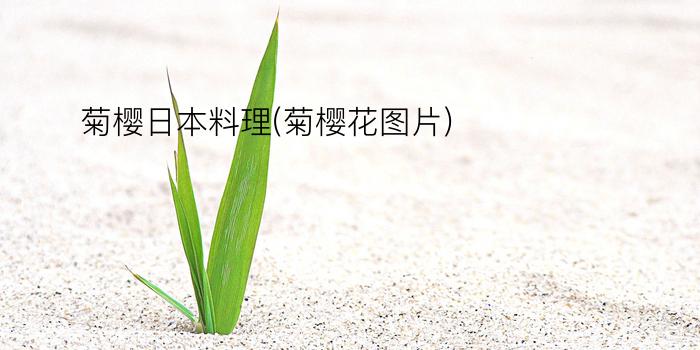 菊樱日本料理(菊樱花图片)