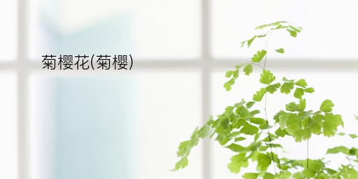 菊樱花(菊樱)