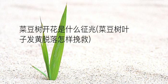 菜豆树开花是什么征兆(菜豆树叶子发黄脱落怎样挽救)