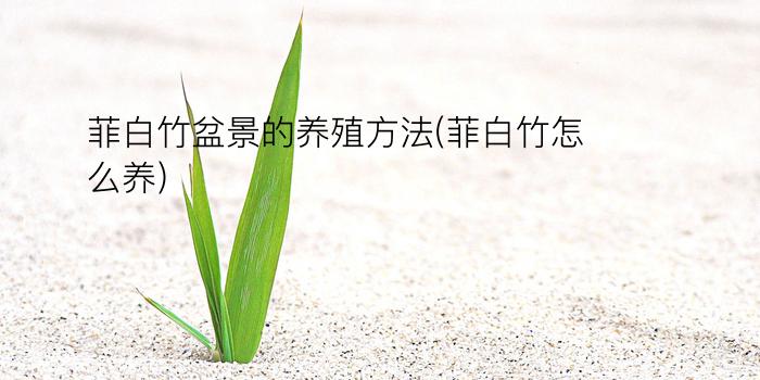 菲白竹盆景的养殖方法(菲白竹怎么养)