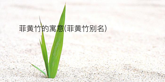 菲黄竹的寓意(菲黄竹别名)